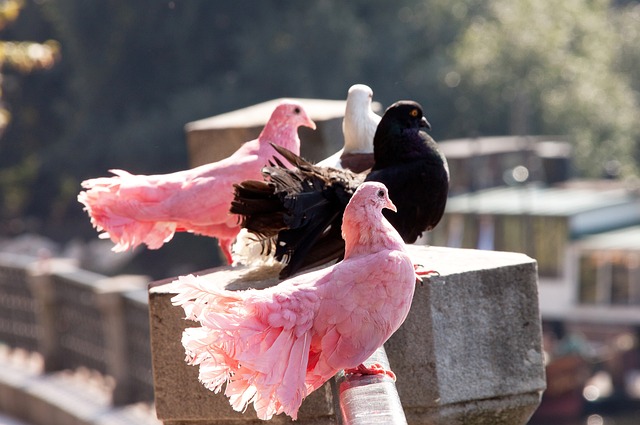 近4届欧预赛+世预赛射手榜：凯恩40球第1，C罗32球第2