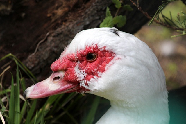 掘金末节爆发约基奇独揽三双